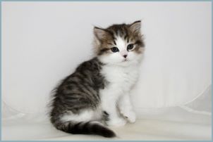 Female Siberian Kitten from Deedlebug Siberians